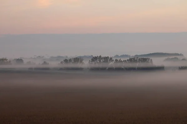 Dry cornfields, submerged between gloom and fog, are part of a cold sunrise landscape of trees, in October, near the Ebro river, Aragon, Spain