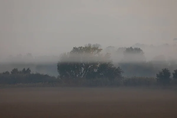 Énorme Arbre Traversé Par Brouillard Témoin Silencieux Des Champs Maïs — Photo