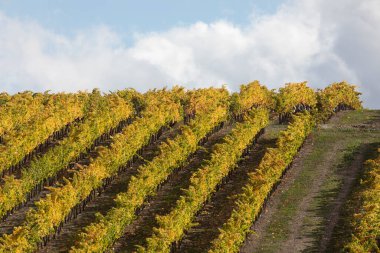 Tarazona 'nın kırsalında, İspanya' nın küçük Vera kasabası yakınlarındaki üzüm bağları sonbahar renklerinde.