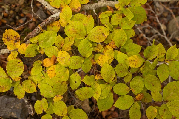 Texture Yellowish Autumn Leaves Tree Branch Moncayo Natural Park Zaragoza — Stock Photo, Image