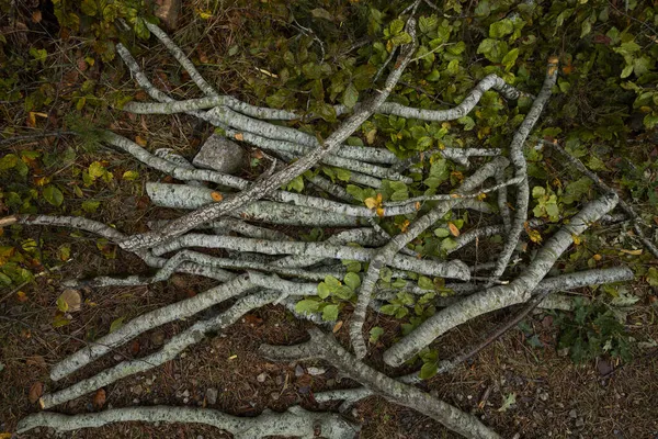 Diversi Tronchi Tagliati Fare Legna Ardere Nel Terreno Umido Autunnale — Foto Stock