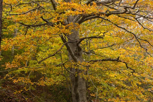 Stare Drzewo Okaz Buku Lub Fagus Sylvatica Żółtawymi Liśćmi Zimny — Zdjęcie stockowe