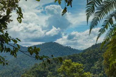 Kuzey Sumatra 'nın ormanları ve ağaçları Gunung Leuser Ulusal Parkı' nda sıcak, ıslak ve rüzgarlı bir günde her yerde uçuşan küçük arılarla çevrili..