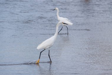 Cartagena de Indias, Kolombiya - 21 Kasım 2010: Bocagrande sahilinde yiyecek arayan bir çift balıkçıl