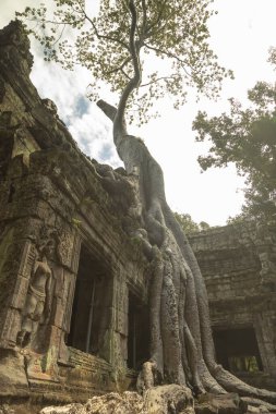 Tetrameles Nudiflora 'nın bir örneği köklerine yapışır ve Kamboçya' daki Angkor Arkeoloji Parkı 'ndaki Ta Prohm tapınağının binalarından birinde büyür.