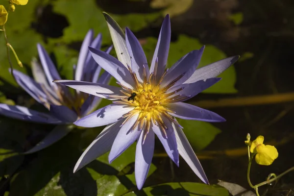Purple Flower Nymphaea Nouchali Species Water Lily Pollinated Bee Flying — стоковое фото