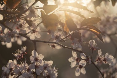 Prunus cerasifera ya da kiraz eriği türünün çiçekleri ışığa karşı asılı, baharda Madrid, İspanya 'daki Parque del Buen Retiro' da.