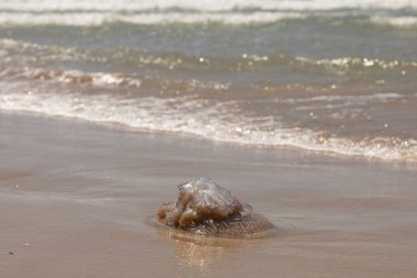Denizin akıntıları ve dalgaları tarafından taşınan dev bir denizanası, Cadiz 'de karaya oturmuş ve ölü bir şekilde yatmaktadır.