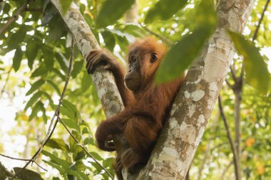Genç bir Sumatra orangutanı yağmur ormanlarındaki ağaçlardan birinin tepesinde oturur. Pongo abelii türü şu anda kritik tehlike altında..