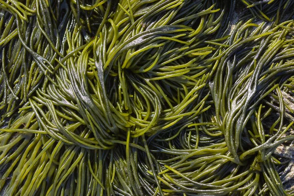Textura Fondo Algas Verdes Naturales Pertenecientes Especie Codium Fragile Galicia —  Fotos de Stock