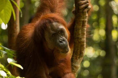 Kuzey Sumatra, Endonezya, Güneydoğu Asya 'nın yağmur ormanlarında yaşlı dişi Sumatra Orangutan