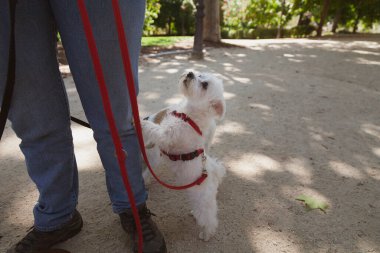 Küçük bir West Highland White Terrier köpeği Madrid, İspanya 'da bir parkta köpek bakıcısından sarılmak için yalvarıyor.