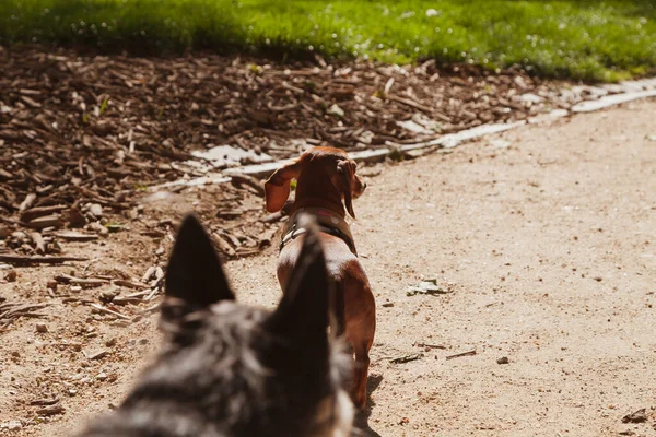 Bir tanesi Dachshund olan bir çift küçük köpek Madrid, İspanya 'daki bir parkın kirli yollarından birini kokluyor ve gözlemliyor.