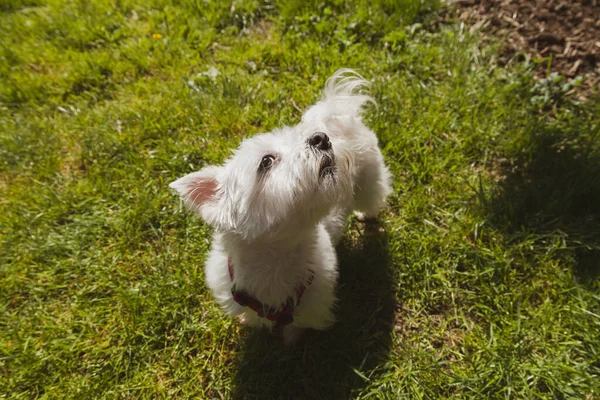 Cão Pequeno Desgrenhado West Highland White Terrier Observa Desconfiadamente Ladra — Fotografia de Stock