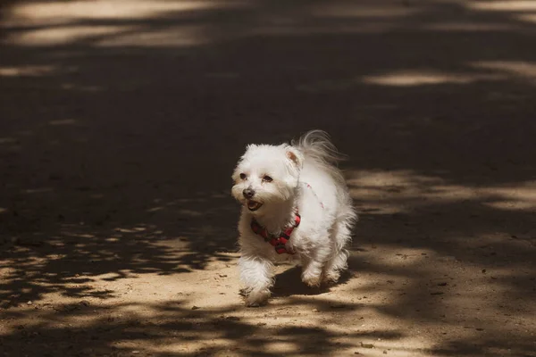 Seekor Anjing Terrier Putih Dataran Tinggi Barat Kecil Berlari Dan — Stok Foto