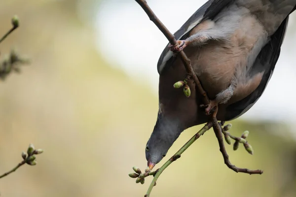 Pigeon Species Common Wood Pigeon Columba Palumbus Eating Tender Flower — Stock Photo, Image