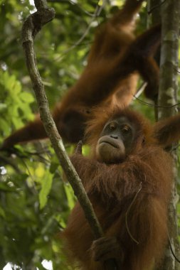 Vahşi dişi Sumatra Orangutan, Kuzey Sumatra, Endonezya, Güneydoğu Asya 'nın yağmur ormanlarında parmağını kaldırır.