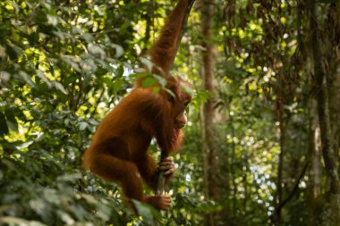 Vahşi dişi Sumatra Orangutan, bir dala asılı, ve Kuzey Sumatra, Endonezya, Güneydoğu Asya yağmur ormanlarında yaşıyor