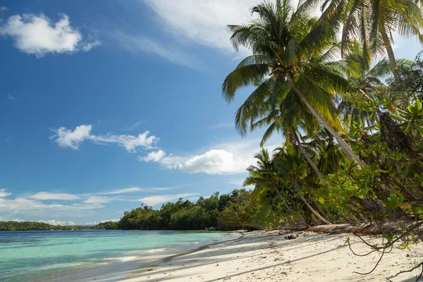 Paysage Plage Palmiers Tropicaux Bord Mer Baignés Par Des Eaux — Photo