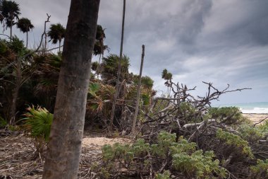 Palmiye ağaçları ve bitki örtüsü Karayip Denizi 'nin getirdiği kara bulutlarla çalkalanır. Gri bir günde Küba' nın Guanahabibes Yarımadası 'nda.