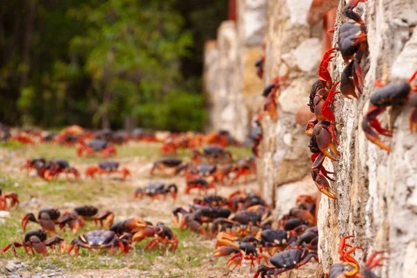 Centenas Caranguejos Vermelhos Atravessando Estradas Muros Escalada Busca Mar Durante — Fotografia de Stock