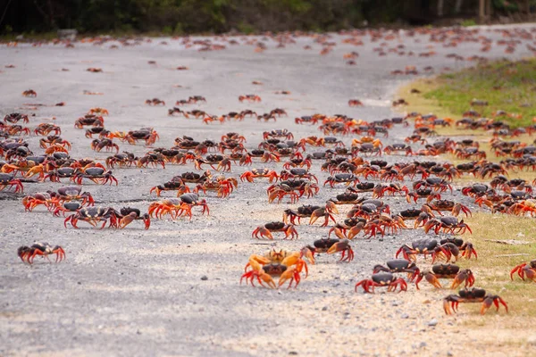 キューバのグアナハビブ半島で産卵期に海を求めて何百もの赤いマングローブのカニが道路を渡り 壁を登る — ストック写真