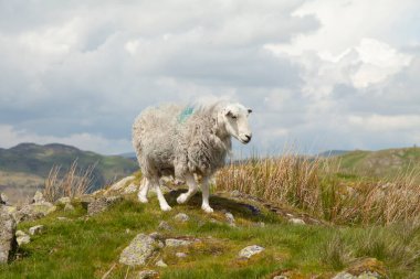 Tepeler arasında beyaz bir koyun yürüyor ve Ullswater Gölü 'nü çevreleyen dağların yeşil otlaklarında, Lake District' de, Kuzey İngiltere 'de, Cumbria' da, Birleşik Krallık 'ta