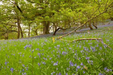 Baharda sessiz yeşil ormanlık araziler, yosun kaplı gövdeleri ve dalları olan ağaçlarla dolu, ve Hyacinthoides türünün inanılmaz güzel çiçekleriyle örtülü yerler, ya da Bluebell, Cumbria, İngiltere