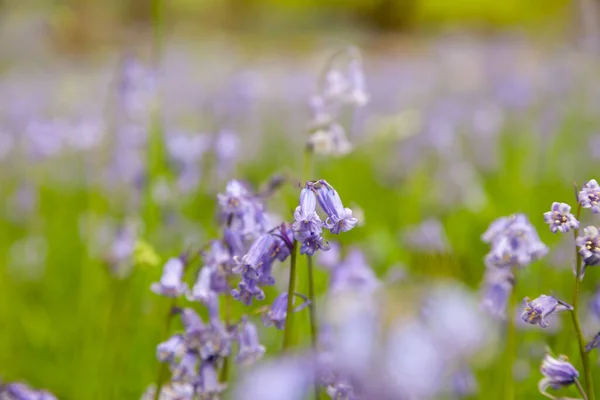 Stille Grüne Waldlichtungen Frühling Voll Von Unglaublich Schönen Blüten Der — Stockfoto