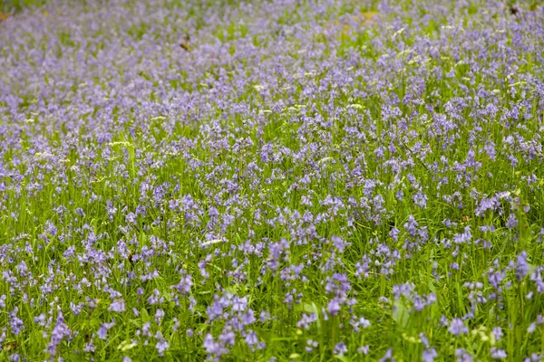 Forêts Verdoyantes Silencieuses Printemps Pleines Fleurs Incroyablement Belles Espèce Hyacinthoides — Photo