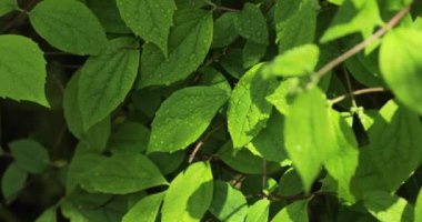Background of fresh and wet leafy green leaves