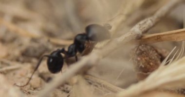 Black worker ants and soldier ants, of the species Messor barbarus, on a spring day in the field, working together near to their nest, seen at ground level, Spain