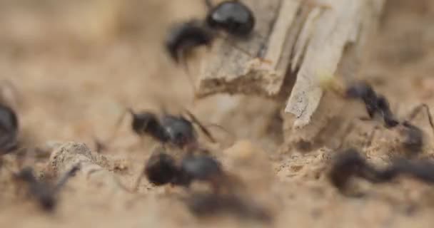 西班牙 一个春天的日子里 在田野里 一种名叫Messor Barbarus的黑人工蚁和士兵蚁在靠近它们巢穴的地方一起工作 在地面上可以看到 — 图库视频影像