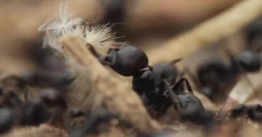 Siyah işçi karıncalar ve asker karıncalar, Messor Barbarus türünden, bir bahar günü, İspanya 'nın zemin katındaki yuvalarının yakınında birlikte çalışarak,
