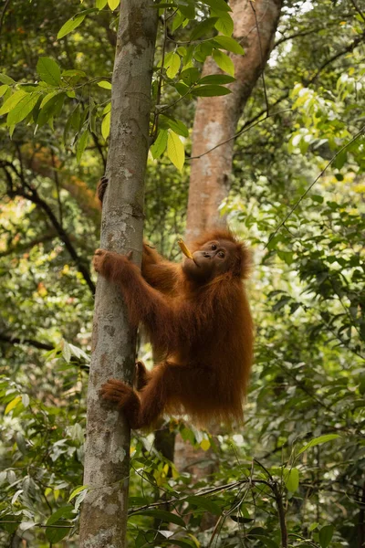 Vahşi dişi Sumatra Orangutan, bir ağaç gövdesine tırmanıyor ve Kuzey Sumatra, Endonezya, Güneydoğu Asya 'nın yağmur ormanlarında yaşıyor.