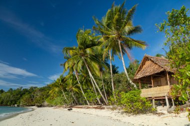 Hindistan cevizi palmiyelerinin arasından, Batı Papua, Endonezya 'daki Raja Ampat Adaları' ndaki yalnız beyaz mercan kumsalındaki tek sığınak olarak görünen mütevazı bir kulübe.