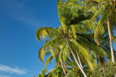 Hindistan cevizi palmiyeleri, melteme ve parlak ışığa yaslanarak, Raja Ampat Adaları, Batı Papua, Endonezya 'da, yumuşak bir sabah manzarası oluşturur.