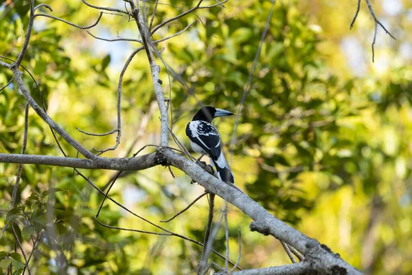 A Cracticus cassicus, also known as Hooded butcherbird, carefully observes the surroundings, watching for any sign of danger, in Raja Ampat Islands, West Papua, Indonesia