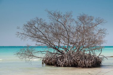 Kuru ve ölü mangrovlar, yükselen deniz seviyesinden dolayı tuzlu suyla çevrili, Kuzey Küba 'daki Cayo Jutias' ta bir paradisiacal plajda.