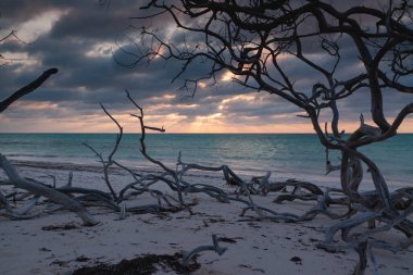 Kuru ve ölü mangrov ağaçlarının manzarası deniz seviyesinin yükselmesiyle, gün batımında, ufukta bulutlarla, Küba adasının kuzeyinde, Cayo Jutias 'ta