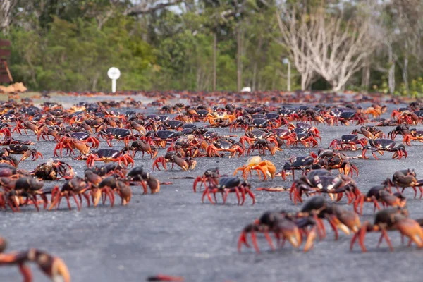 Ratusan Kepiting Mangrove Merah Melintasi Jalan Untuk Mencari Laut Selama — Stok Foto