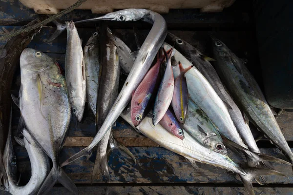 Pescado Varias Especies Recién Capturado Vendido Encuentran Parte Posterior Una — Foto de Stock