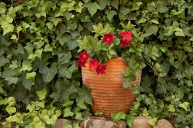 Güzel bir köşede kırmızı çiçekli kil kavanoz ya da vazo, zemin ve ferahlatıcı yeşil sarmaşık duvarı arasına bakıyor, İspanya