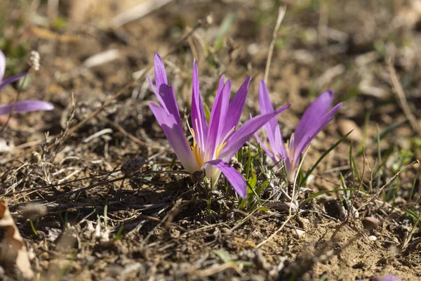 Natürliche Blüten Der Art Colchicum Filifolium Violett Entstehen Auf Dem — Stockfoto