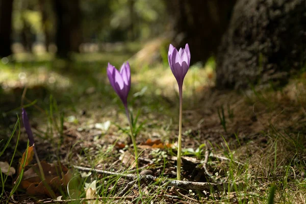 Природные Цветы Вида Crocus Nudiflorus Фиолетовый Рождаются Земле Леса Близ — стоковое фото