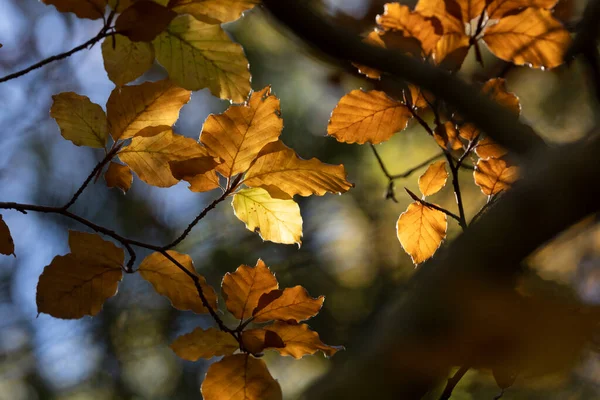 Beukenbladeren Fagus Sylvatica Bruin Herfst Nog Steeds Verlicht Aan Takken — Stockfoto