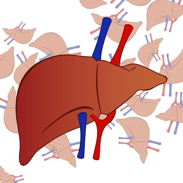 Menselijke lever achtergrond — Stockvector