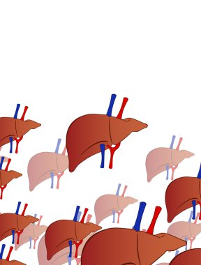 liver with blood vessels background clipart