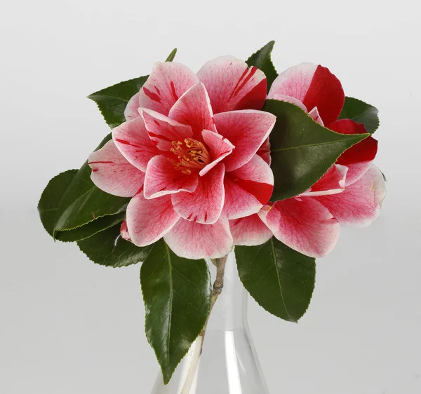 Camellia met bladeren — Stockfoto