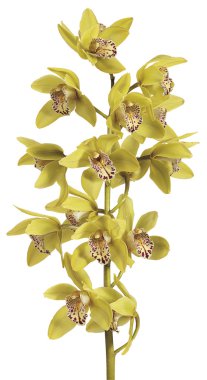 cymbidium orkide